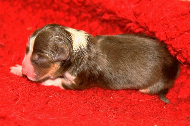 pup4boy3ondayofbirth.jpg