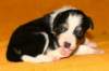 pup9girl422daysold14_small.jpg
