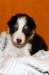 pup9girl422daysold3_small.jpg