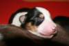 pup9girl46daysold_small.jpg
