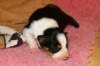 pup9girl49daysold_small.jpg