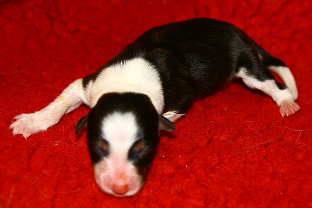 pup9girl4ondayofbirth.jpg