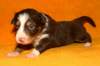 pup6boy422daysold13_small.jpg