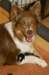 honeypup5ondayofbirth_small.jpg