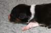 pup5girl21dayold2_small.jpg