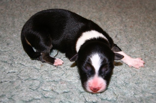 pup5girl21dayold3.jpg