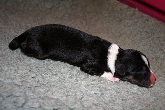 pup5girl21dayold4.jpg