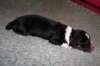 pup5girl21dayold4_small.jpg