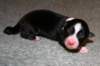 pup5girl21dayold5_small.jpg