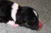 pup5girl21dayold6_small.jpg