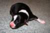 pup5girl21dayold_small.jpg