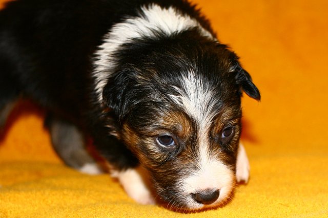pup5girl222daysold.jpg