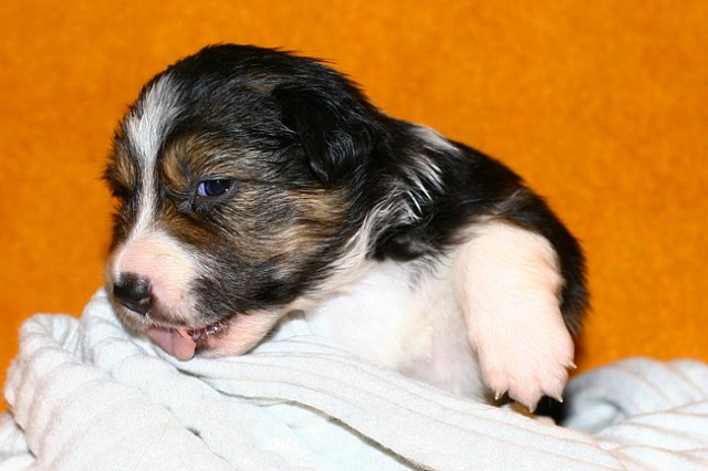 pup5girl222daysold10.jpg