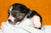 pup5girl222daysold10_small.jpg