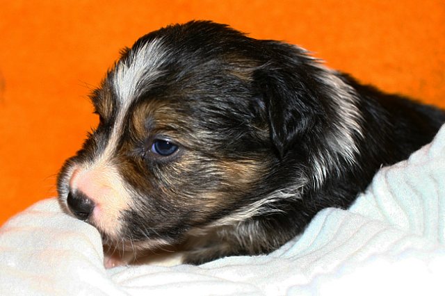 pup5girl222daysold11.jpg