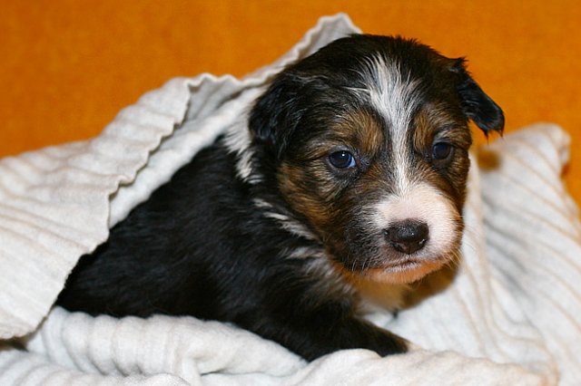 pup5girl222daysold12.jpg