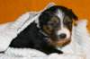 pup5girl222daysold12_small.jpg