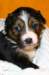 pup5girl222daysold13_small.jpg
