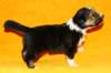 pup5girl222daysold3_small.jpg