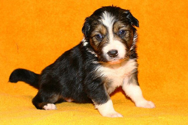 pup5girl222daysold4.jpg
