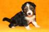 pup5girl222daysold4_small.jpg