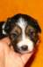 pup5girl222daysold5_small.jpg