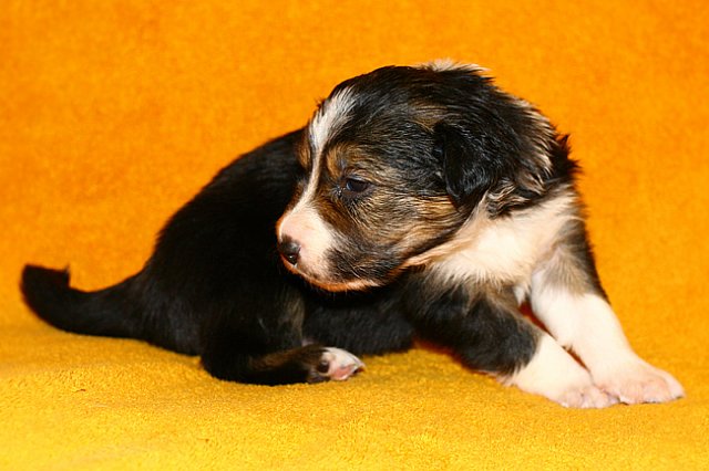 pup5girl222daysold6.jpg