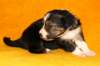 pup5girl222daysold6_small.jpg