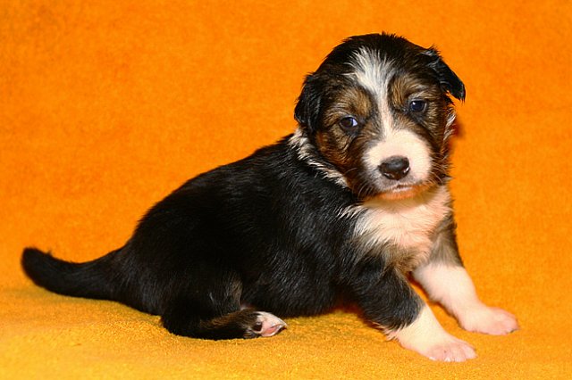 pup5girl222daysold7.jpg
