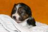 pup5girl222daysold9_small.jpg