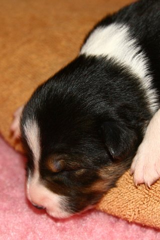 pup5girl29daysold.jpg
