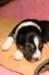 pup5girl29daysold2_small.jpg