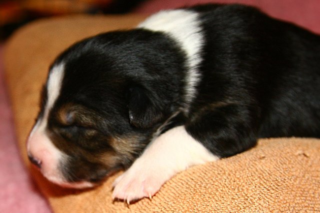 pup5girl29daysold3.jpg