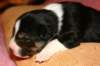 pup5girl29daysold3_small.jpg