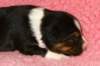 pup5girl29daysold4_small.jpg