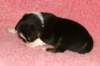 pup5girl29daysold5_small.jpg