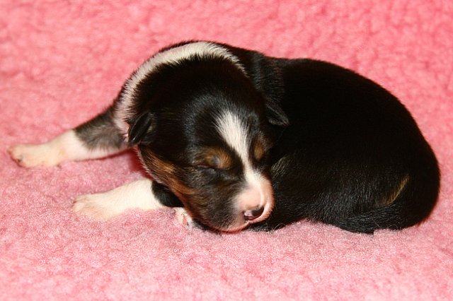 pup5girl29daysold7.jpg