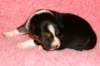 pup5girl29daysold7_small.jpg
