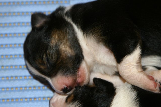 pup5girl29daysold9.jpg