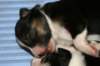 pup5girl29daysold9_small.jpg