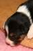 pup5girl29daysold_small.jpg