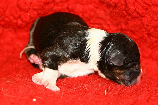 pup5girl2ondayofbirth.jpg
