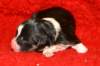 pup5girl2ondayofbirth2_small.jpg