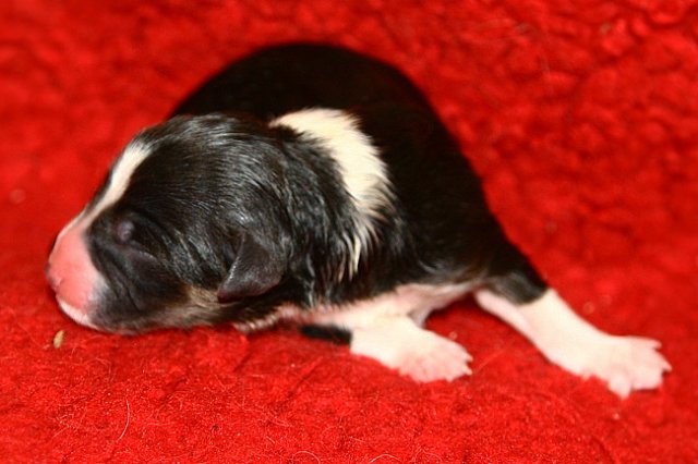 pup5girl2ondayofbirth3.jpg
