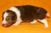 pup2girl122daysold3_small.jpg