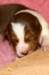 pup2girl19daysold10_small.jpg