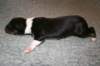 pup10boy61dayold3_small.jpg