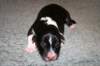 pup10boy61dayold4_small.jpg