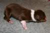 pup7girl31dayold3_small.jpg