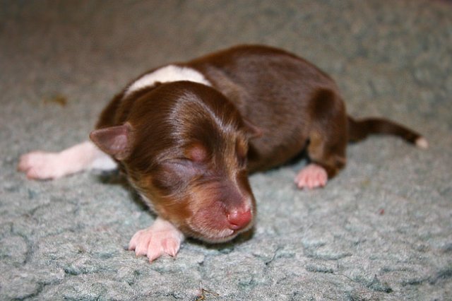 pup3boy21dayold3.jpg